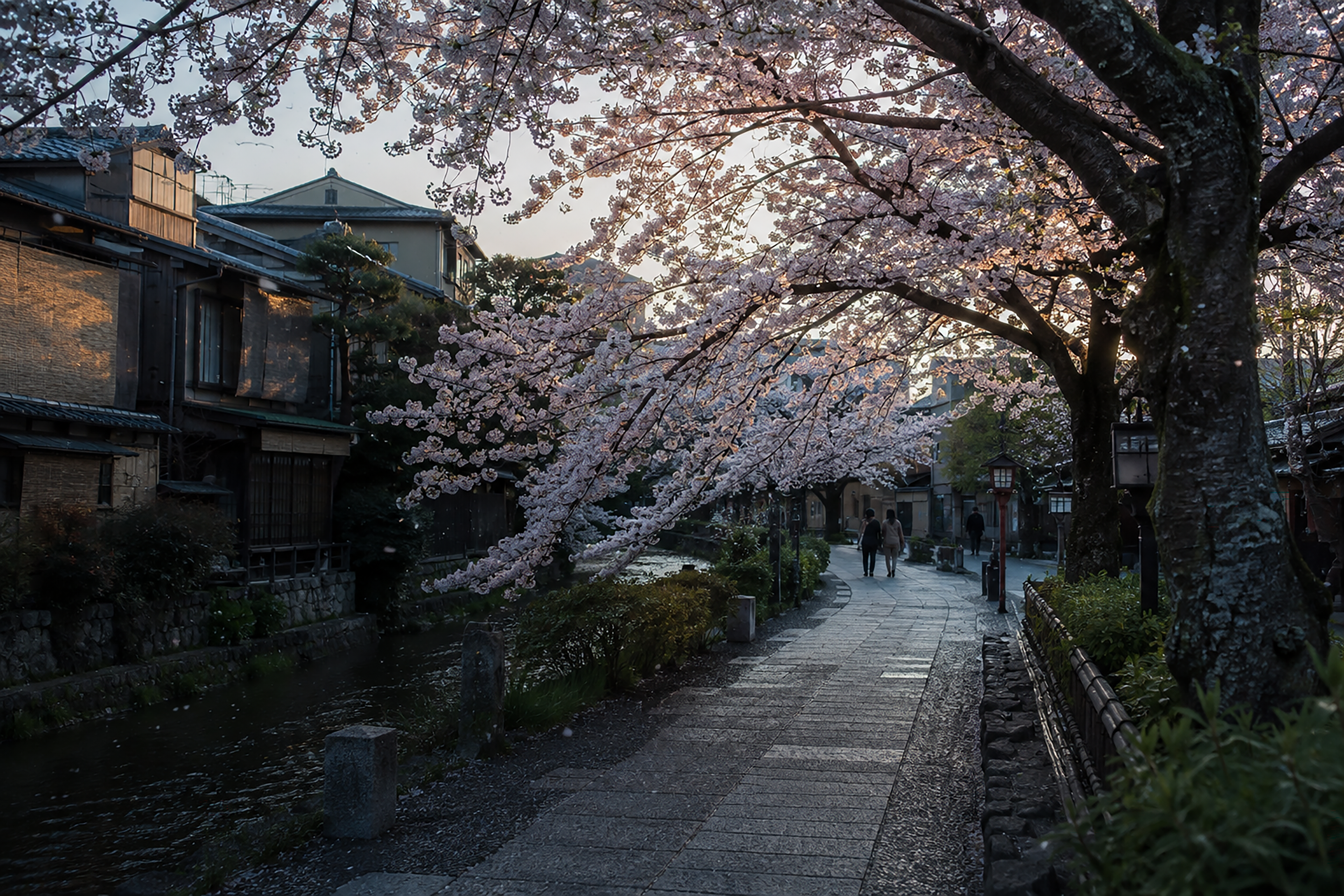 Cherry trees arching over a quiet Kyoto canal and walking path at dawn